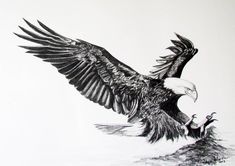 a black and white drawing of an eagle with its wings spread out, landing on the ground