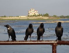 five black birds sitting on top of a metal rail next to the ocean with a house in the background