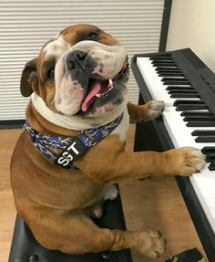 a dog sitting on top of a piano with its mouth open and tongue hanging out