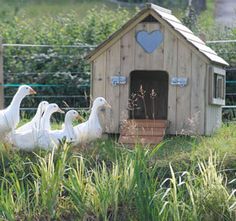 four white geese in front of a dog house