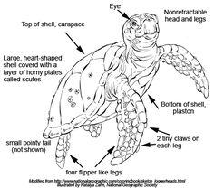 an image of a sea turtle labeled in the body and parts on it's shell