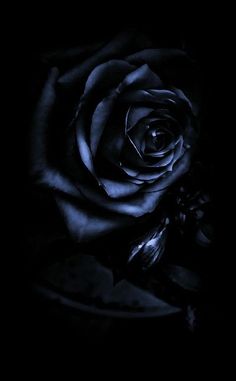 a black rose is lit up in the dark