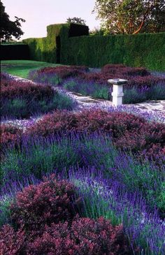 the garden is full of purple flowers and lavender plants, with a stone bench in the middle