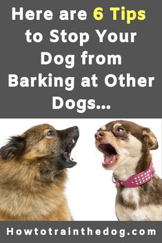 two dogs barking at each other with the words here are 6 tips to stop your dog from barking at other dogs