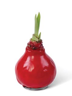 a red vase with a green plant sticking out of it's top, on a white background