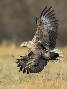 an eagle is flying through the air with its wings spread out and it's talon extended