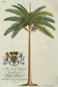 a drawing of a palm tree with coat of arms on it and the crest of two lions