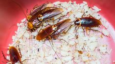 three cockroaches on top of rice in a red bowl