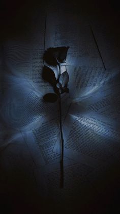 a single rose sitting on top of an open book with light shining through the pages