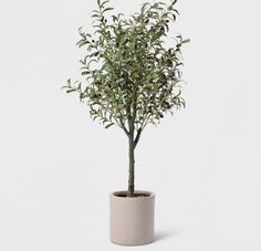 an olive tree in a pot on a white background