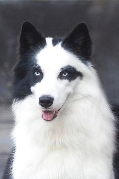 a black and white dog with blue eyes