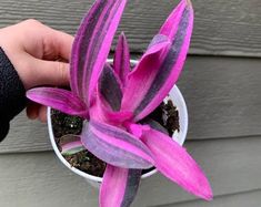 a person holding a potted plant with purple flowers