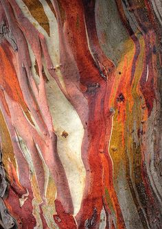 the bark of a tree is multicolored