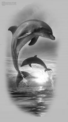 two dolphins jumping out of the water in black and white photo with sun behind them