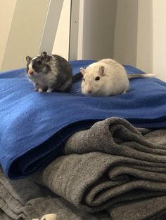 two hamsters are sitting on top of clothes