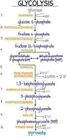 the structure of glycohysis and its major functions, including phosynce