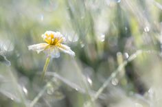 a yellow and white flower with dew on it's petals is in the grass