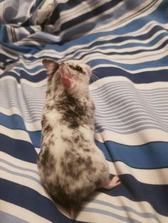 a small rat sitting on top of a blue and white blanket covered in stripes,