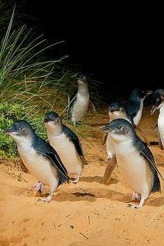 a group of penguins walking on the sand in front of tall grass and bushes at night