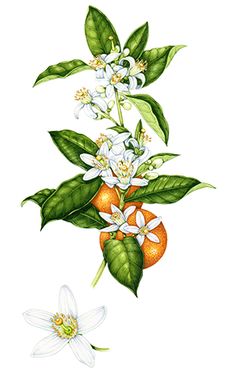 an orange with flowers and leaves on it