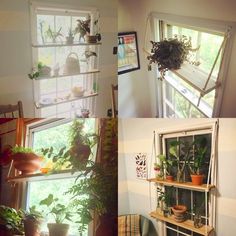 three different pictures of plants in the window sill and on the wall above them is a shelf with potted plants