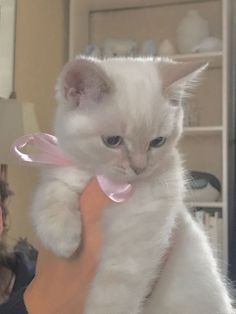 a woman holding a white cat with a pink ribbon around it's neck