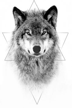 a black and white photo of a wolf