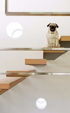 a pug dog sitting on top of some stairs