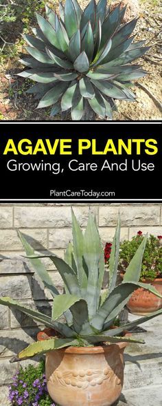 agave plants growing in pots with text overlay that says agave plants growing, care and use