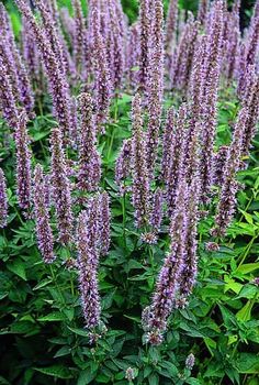 purple flowers are blooming in the garden