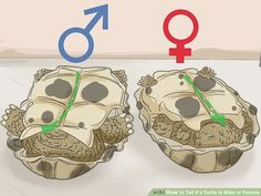 two oysters with the male and female symbols above them