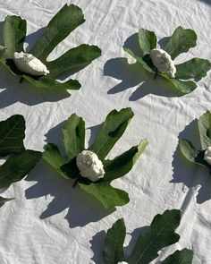 several green leaves and white flowers are on a table with white linen, which has been folded over