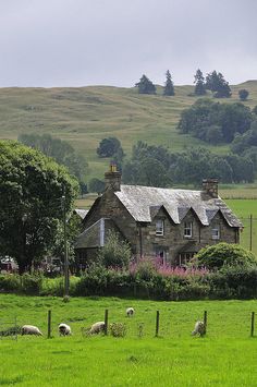 sheep graze in front of a farm house