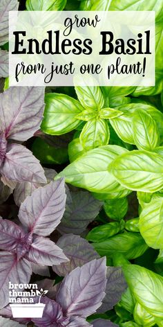 purple and green plants with text overlay that says grow endless basil from just one plant