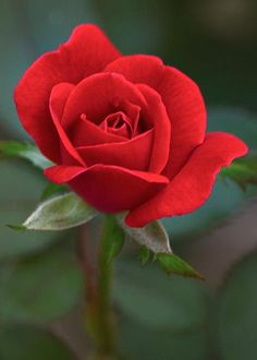 a red rose with the words good morning on it