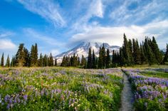 a field full of flowers and trees with a mountain in the background