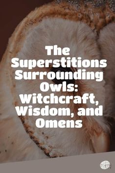 The Superstitions Surrounding Owls: Witchcraft, Wisdom, and Omens