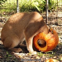 a cat is playing with a pumpkin in the yard