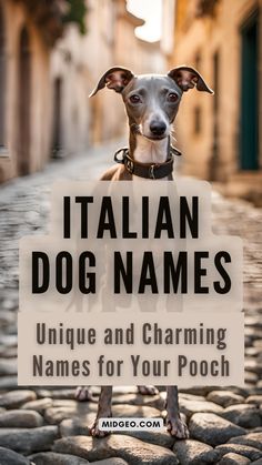 a dog standing on top of a cobblestone road with the title italian dog names unique and charming names for your pooch