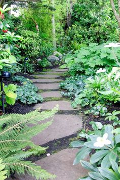 a stone path surrounded by lush green plants