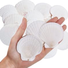 PRICES MAY VARY. BEAUTIFUL SCALLOP SHELLS: Size about 6-8cm(2-3 Inches), package includes: 30 pcs white scallop shells. 100% NATURAL SEASHELLS: Real scallop sea shells, have a natural bright white color, The seashell are carefully harvested from natural sea beach, very safe. DIY SHELLS FOR CRAFTS: You can paint color to the beach shell to give full play to your painting creation.can also do shell jewelry, shell candle making, Christmas decorations, shell fairy light string, shell garland. THEMED White Sea Shells, Ocean Themed Party, Beachy Christmas Tree, Shell Garland, Ocean Theme Party, Vase Transparent, Beach Party Decorations, Beachy Christmas, Craft Painting