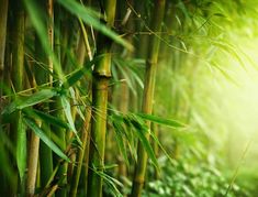 green bamboo trees with sunlight shining through them