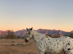 a white and black spotted horse standing in the middle of a dirt field with mountains in the background