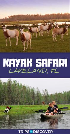 kayak safari in lakeland, florida with text that reads kayak safari lakeland, florida