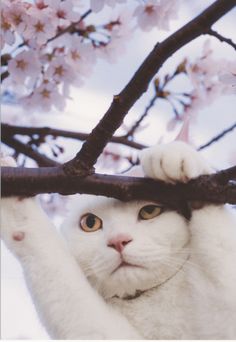 a white cat is hanging from a tree branch with its paws on it's head