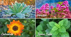 four different types of plants with names in them