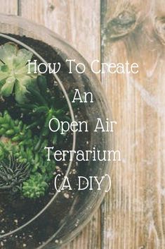 an open air terrarium with succulents in it and text overlay that reads how to create an open air terrariuma diy