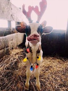 a baby cow with christmas lights on it's ears