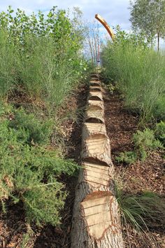 a wooden log is laying on the ground in front of some bushes and trees,