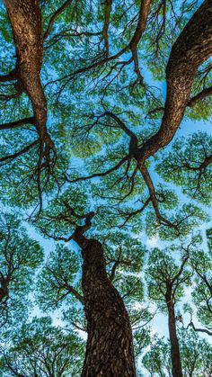 looking up at the tops of several tall trees in a forest with blue skies overhead